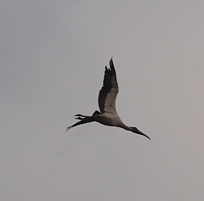 [A wood stork in flight. As it angles toward the ground its long, curved beak leads the way. It has white feathers on its neck and the upper parts of its wings. The lower parts of the wings have black feathers. This is a side view of the bird with both wings above the body.]